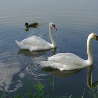 Лебеди на городском озере :: Рита Симонова