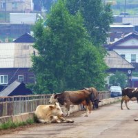 Городская пастораль. :: Вера Литвинова