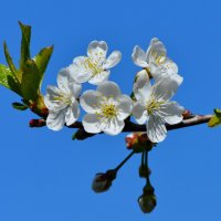 Цветение вишни :: Константин Анисимов