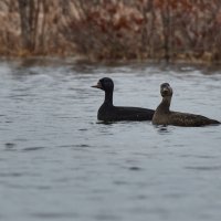 Синьги :: Игорь Шабалин