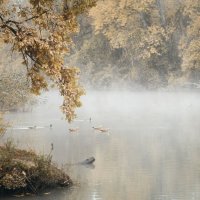 По следам Кубанского тумана. :: Анатолий Щербак