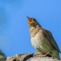 солист :: Виталий Емельянов