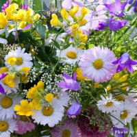 Июньские цветы :: Ольга Бекетова
