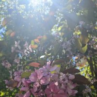 Розовая яблоня в саду :: Елена Сергеева
