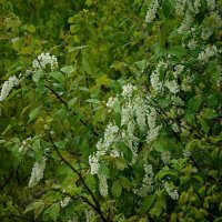 цвет черемухи душистой. :: Мария Собакарева