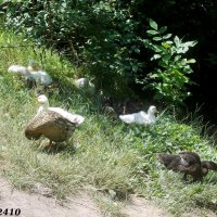 В ростовском зоопарке :: Нина Бутко