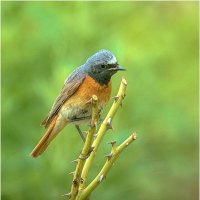 Обыкновенная, или садовая горихвостка (Phoenicurus phoenicurus) :: Валентин Котляров