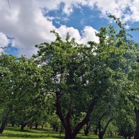 Парк Коломенское. :: Владимир Драгунский