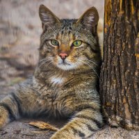 Европейский лесной кот. :: аркадий 