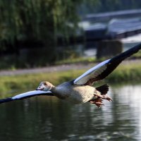 ****** :: Андроник Александр 