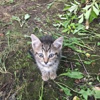 А вот и я в гости пришел.. :: Елена Семигина