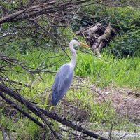 Мир Природы "The Natural World" - Весеннее пробуждение... ПРИВЕТ-ВСЕМ... :: "The Natural World" Александер