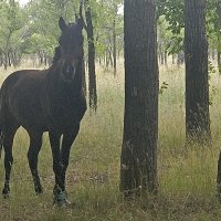 Иноходец :: Андрей Хлопонин