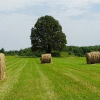 Сенокосная пора (репортаж из поездок по области) :: Милешкин Владимир Алексеевич 