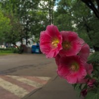 Природа в Городе :: юрий поляков