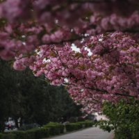 Аллея цветущих сакур. :: Анатолий Щербак