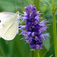 Мир Природы "The Natural World" - Весеннее пробуждение... ПРИВЕТ-ВСЕМ... :: "The Natural World" Александер