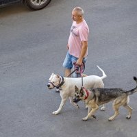 Серьёзная охрана :: Валерий Иванович