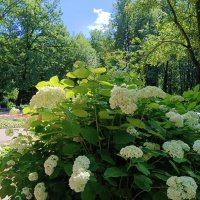 В городском саду... :: Мария Васильева