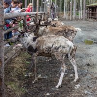 На оленьей ферме.Карелия. :: ирина )))