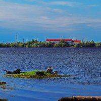 Июль..Половодье.Островок! :: Владимир 