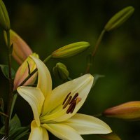 Лилии - изящные белоснежные цветы, символизирующие любовь и преданность. :: Вадим Басов