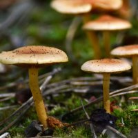 Несъедобные  грибы :: Геннадий Супрун