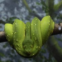 Green tree python :: Al Pashang 