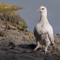 Попить водички... :: Николай Саржанов