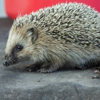 Hedgehog on old roofing material | 2 :: Sergey Sonvar