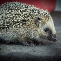 Hedgehog on old roofing material | 5 :: Sergey Sonvar