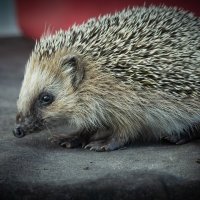 Hedgehog on old roofing material | 6 :: Sergey Sonvar