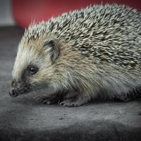 Hedgehog on old roofing material | 8 :: Sergey Sonvar