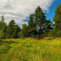 Июльское утро :: Андрей Дворников