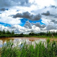 Озерцо с коричневой водой в пригороде Смоленска. :: Милешкин Владимир Алексеевич 