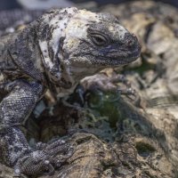 San Esteban Island chuckwalla :: Al Pashang 