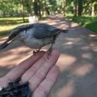 Поползень :: Сапсан 