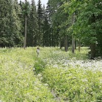 Баболовский парк :: Наталья Герасимова