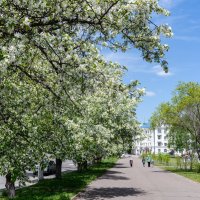 Город сад. :: Виктор Иванович Чернюк