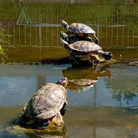 Акробатический этюд :: ИРЭН@ .