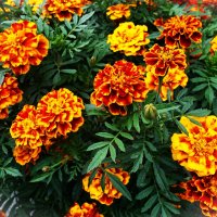 Весёлые бархатцы(Tagetes) :: Aida10 