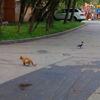 Жизнь вокруг нас: сложные отношения между кошками и воронами :: Андрей Лукьянов