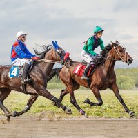 Скачки рысью :: SanSan 