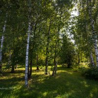 Летняя природа с берёзами :: Александр Синдерёв