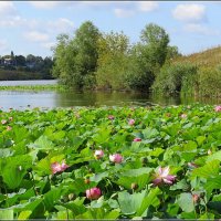 Лотосовая поляна :: Сеня Белгородский