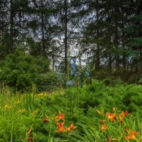 Фото.25.07.2024. Екатеринбург. Пасмурным днём в Ботаническом Саду :: Михаил Пименов