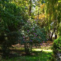 Махачкала. Цветёт гибискус в Городском саду. :: Пётр Чернега