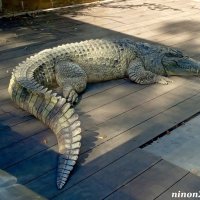 В ростовском зоопарке :: Нина Бутко