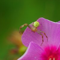 Микромата зеленоватая (Micrommata virescens) :: Леонид leo