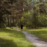 Пробежка в лесу :: Александр Синдерёв